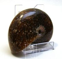 Amonit (6 cm)