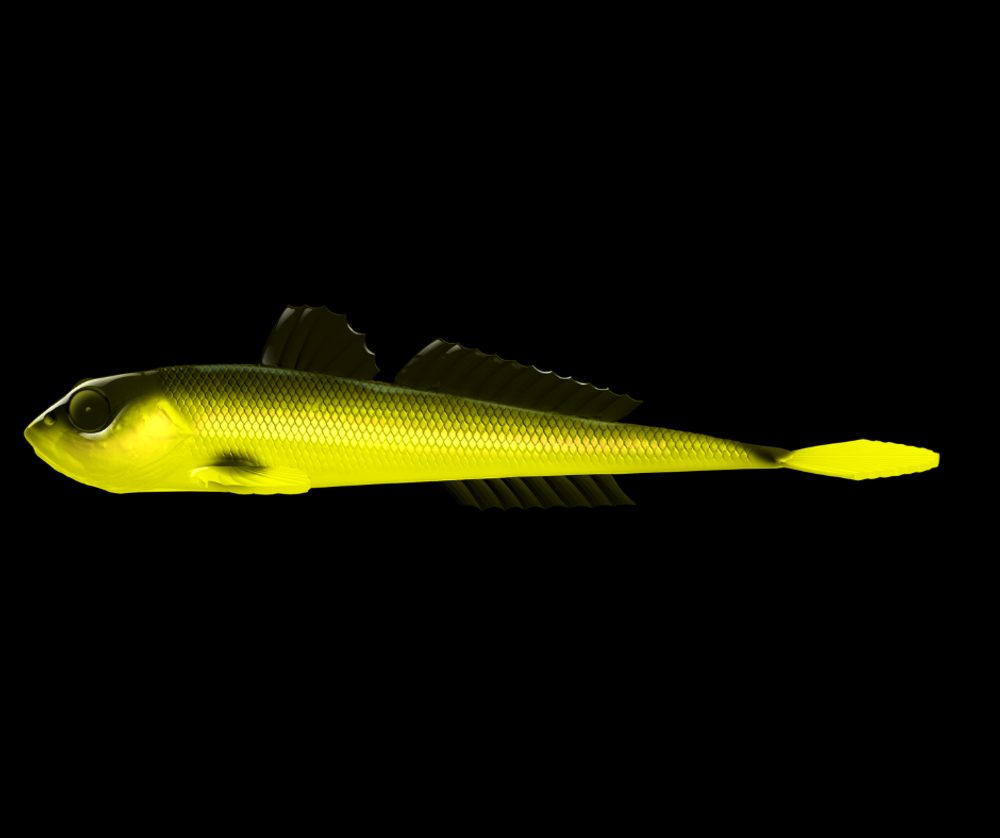 E-shop Libra Lures Gumová nástraha Gobio 7,3″ 18,6cm 40g - Hot Yellow 006,Libra Lures Gumová nástraha Gobio 7,3″ 18,6cm 40g - Hot Yellow 006