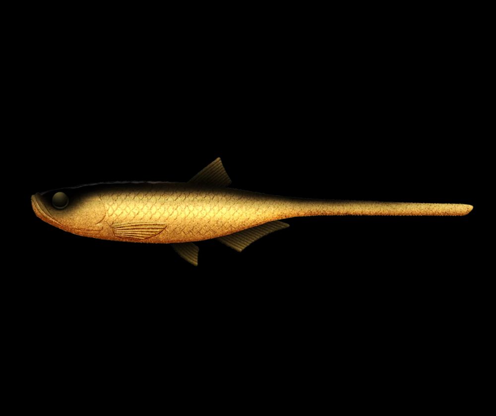 E-shop Libra Lures Gumová nástraha Bleak Slug Tail 8,2″ 21cm 35g - Gold 009,Libra Lures Gumová nástraha Bleak Slug Tail 8,2″ 21cm 35g - Gold 009