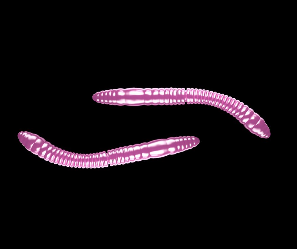 E-shop Libra Lures Fatty D’Worm Pink Pearl - D’Worm 6,5cm 10ks,Libra Lures Fatty D’Worm Pink Pearl - D’Worm 6,5cm 10ks