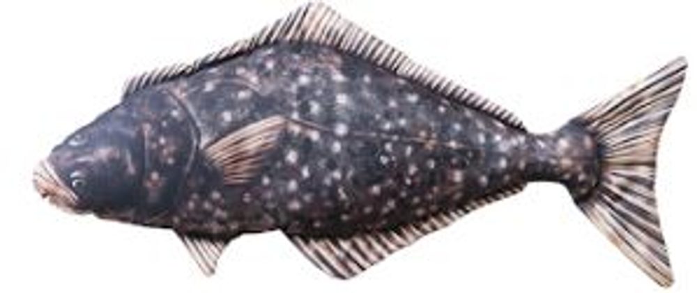 E-shop Gaby Polštář Halibut - 72 cm