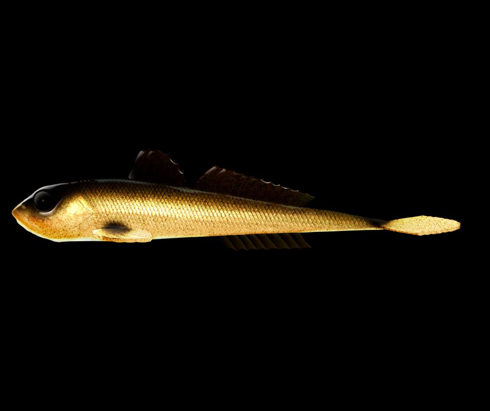 E-shop Libra Lures Gumová nástraha Gobio 7,3″ 18,6cm 40g - Gold 009,Libra Lures Gumová nástraha Gobio 7,3″ 18,6cm 40g - Gold 009