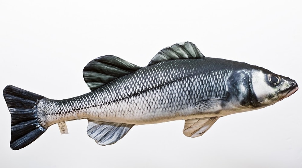 Fotografie Gaby Polštář Sea Bass (Mořský vlk) - 70cm