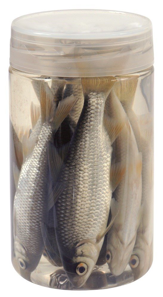 Nástražní rybičky