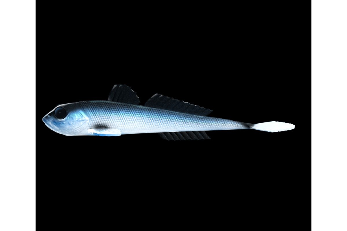 Libra Lures Gumová nástraha Gobio 7,3″ 18,6cm 40g