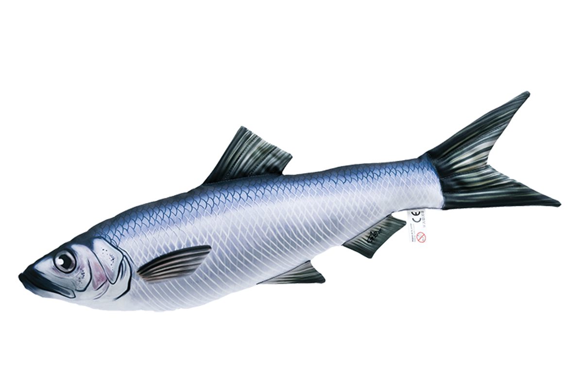 Gaby Polštář Sleď obecný (clupea harengus) 60 cm