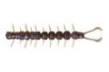 Westin Gumová nástraha Centipede Creaturebait 9,5cm 4g 4ks