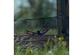 Giants fishing Bivak Monster Bivvy 2,5 Man MK2