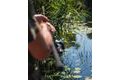 Fox Prut EOS - XC 13ft 3.5lb Full Shrink