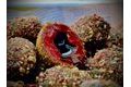 LK Baits Nutrigo Balanc Monster Crab 200ml
