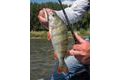 Fox Rage Prut Terminator X Power Finesse Spin 2,3m 6-25g