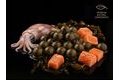 Delphin Boilies v dipu BreaX/SeaKER Oliheň-Losos 200ml