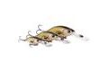 Westin Wobler BuzzBite Crankbait Suspending Clear Brown Craw 