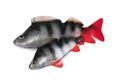 Fox Rage Gumová Nástraha Ultra Natural Perch Fillet 4ks