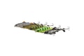 Savage Gear Umělá nástraha 3D SmashTail Minnow F Rudd