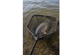Giants fishing Plovoucí podběrák s pogumovanou síťkou Luxury X-large Float 80x70cm