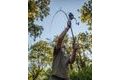Fox Prut Horizon X4 Black 12ft 3lb