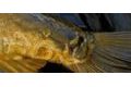 G.B.U. Boilies Superba