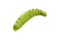 Berkley Vosacia larva Powerbait Honey Worm 2,5cm 55ks
