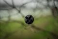 Black Cat Prut Perfect Passion X Spin 2,6m 200g