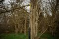 Black Cat Prut Perfect Passion X Vertical 1,9m 240g