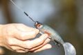 Fox Rage Gumená nástraha Pro Grub Ultra Natural Roach
