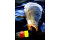 LK Baits Nástraha CUC!