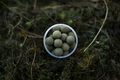 LK Baits Pop-up Boilie Lukas Krasa Nutric Acid