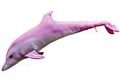 Gaby Polštář Delfín albín Růžový 125cm
