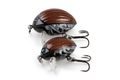 Salmo Wobler Lil’ Bug May Bug