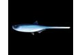 Libra Lures Gumová nástraha Bleak Slug Tail 8,2″ 21cm 35g
