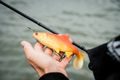 Fox Rage Gumová nástraha Ultra Realistic Replicant Roach Golden Roach