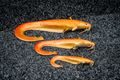 Fox Rage Gumová nástraha Ultra Realistic Replicant Catfish Golden Wels