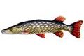 Gaby Vankúš Šťuka obyčajná Pike Giant 110 cm