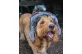 Fox Beranice Trapper Hat