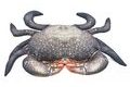 Gaby Polštář Krab bahenní 60 cm