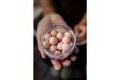 Carp Inferno Pop-up Boilies Chaos 16mm 150ml
