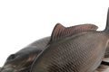 Fox Rage Gumová nástraha Ultra-Realistic Common Carp Replicant