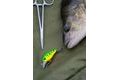Zebco Set Woblerů Magic UL Crank Set 35mm 3,5g