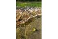 Giants fishing Kaprový prút XRS180 10ft 3.00lb 2diel