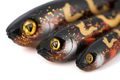 Fox Rage Gumová nástraha Slick Eel Burbot