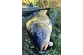 Chytil Rohlíkový boilies na EKO trnu FLUO 14mm 35g