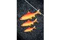 Fox Rage Gumová nástraha Ultra Realistic Replicant Roach Golden Roach
