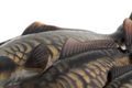 Fox Rage Gumová nástraha Ultra-Realistic Mirror Carp Replicant