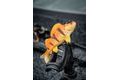 Fox Rage Gumová nástraha Ultra Realistic Replicant Perch Golden Perch