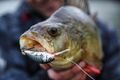 Salmo Wobler Hornet Sinking Holographic Grey Shiner