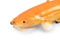 Fox Rage Gumová nástraha Ultra Realistic Replicant Catfish Golden Wels