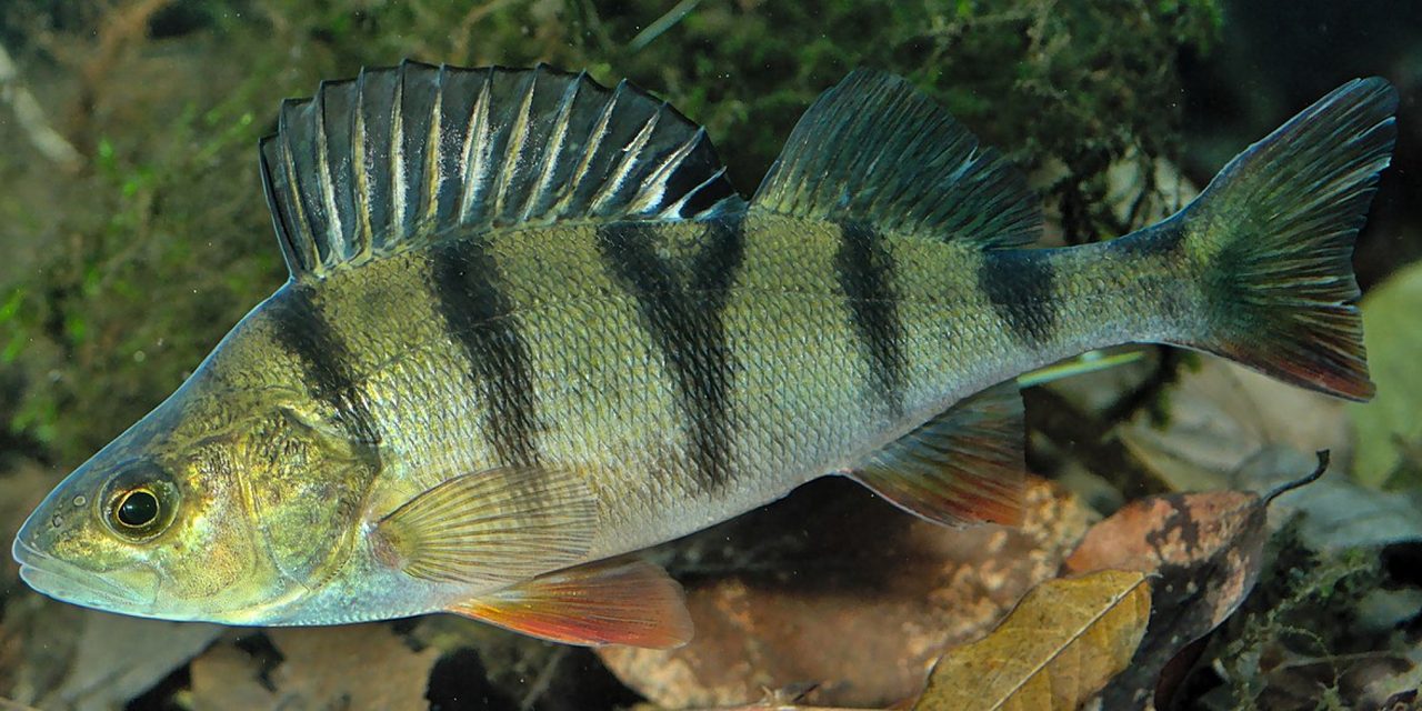 Ostriež zelenkastý