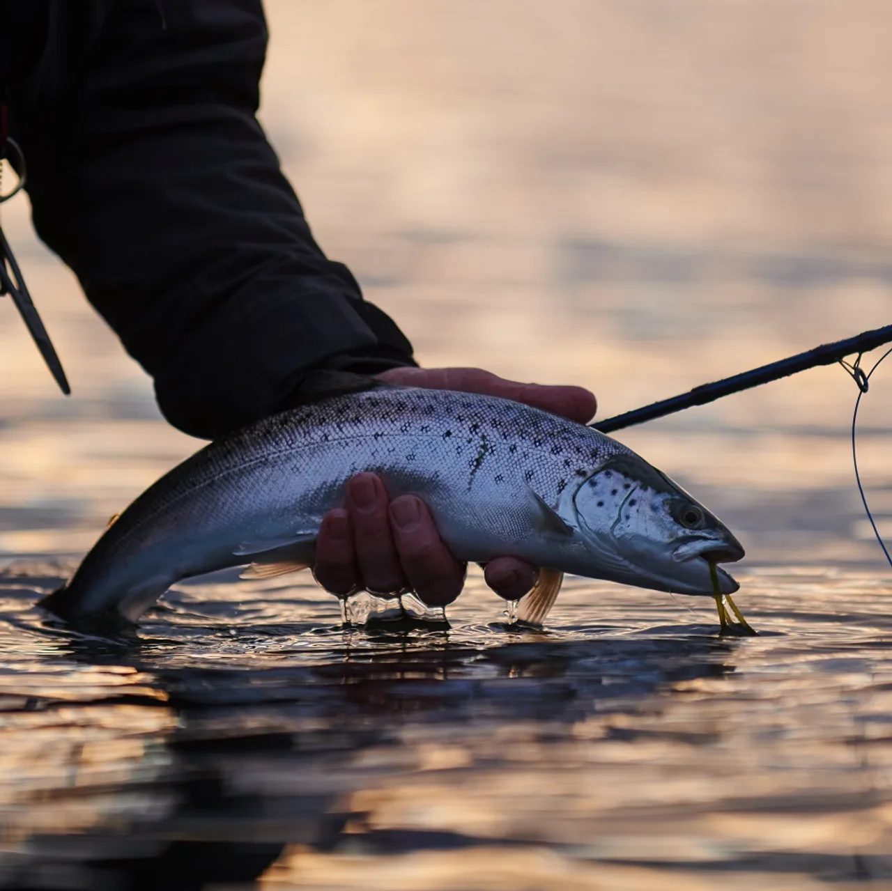 Ako sa pripraviť na pstruhovú sezónu