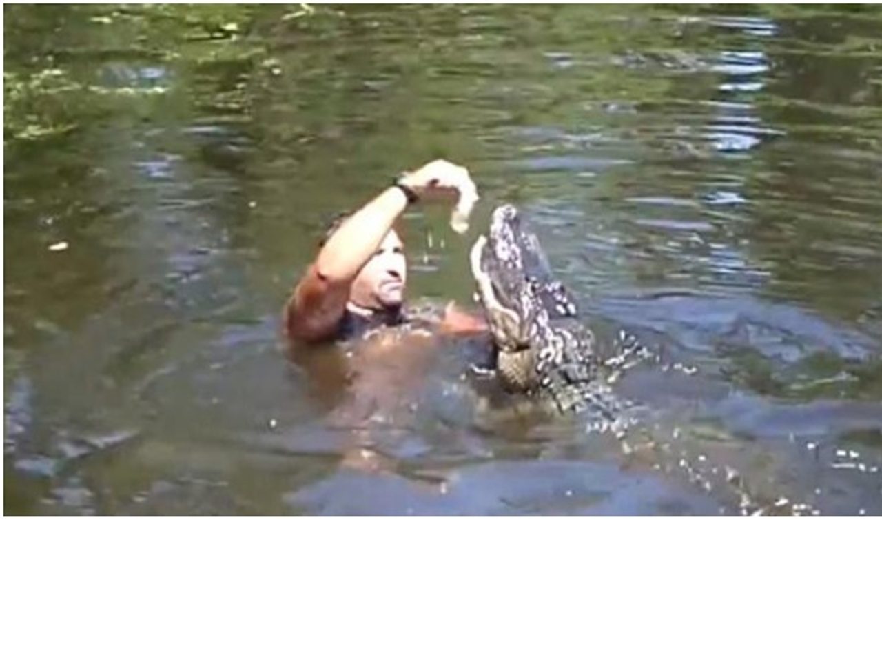 Odvážlivec z Luisiany krmí krokodýly rovnou „z úst do úst“